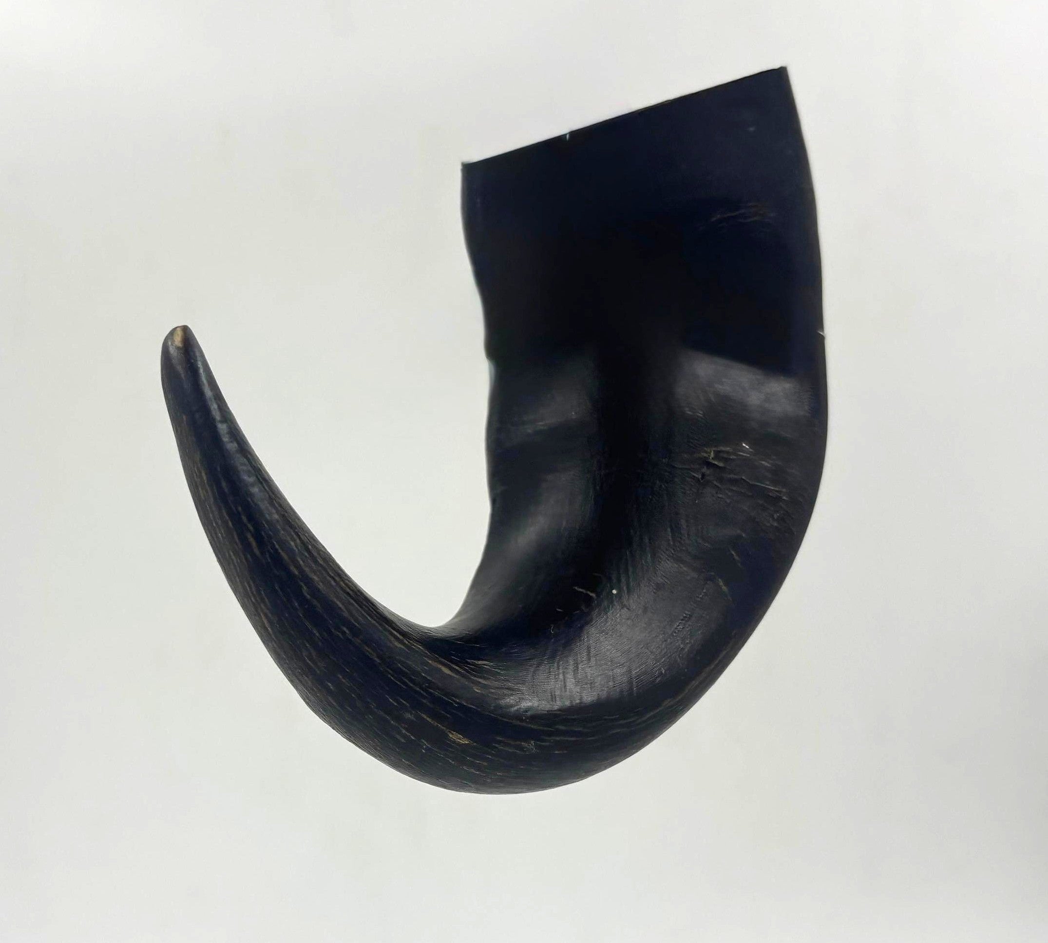 Buffalo Bull Horns each weighing 100 - 130 gms