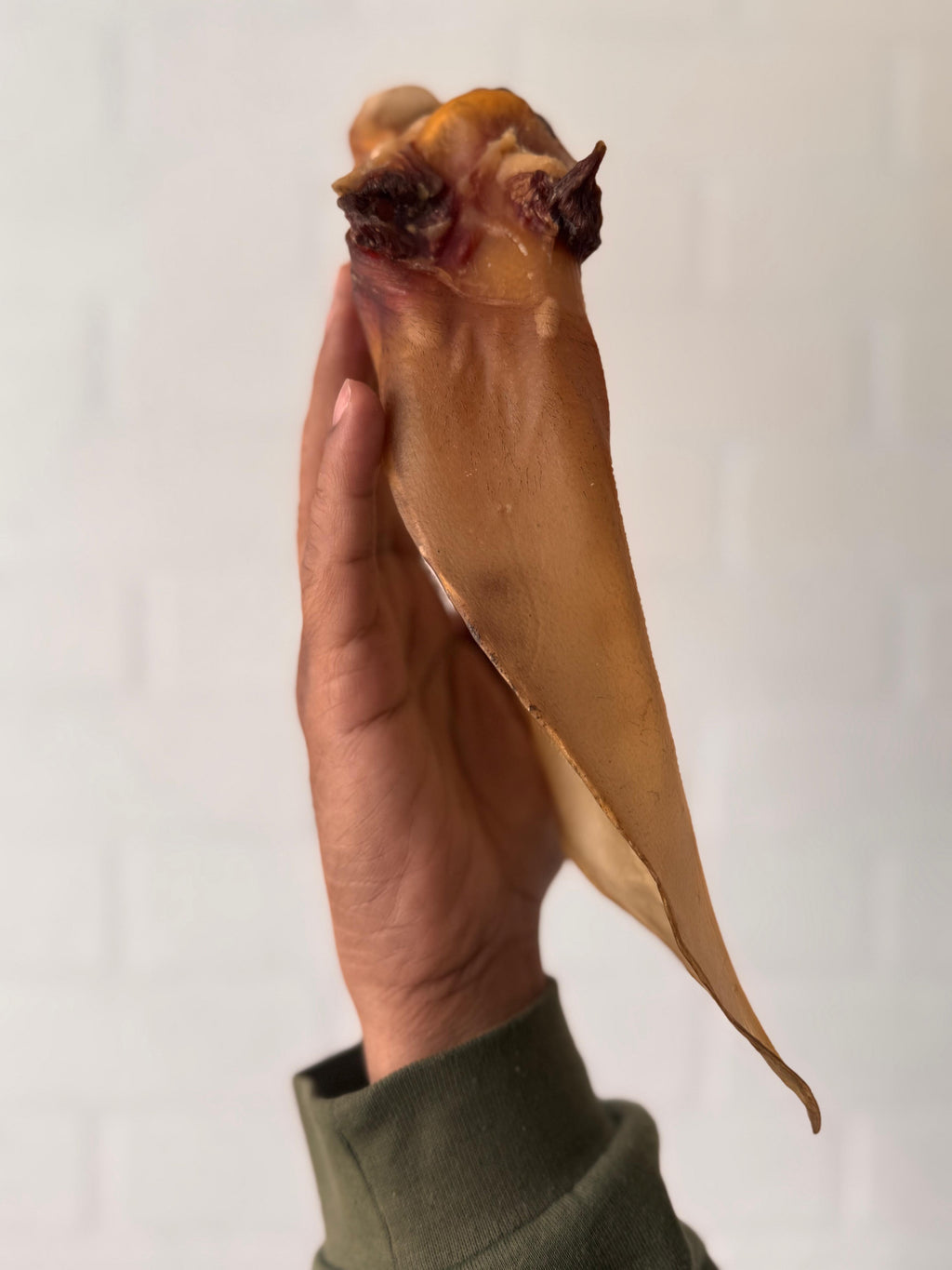 Buffalo XL Ears 20 - 25 cm with meat PREMIUM QUALITY 100% Natural Dog Treats