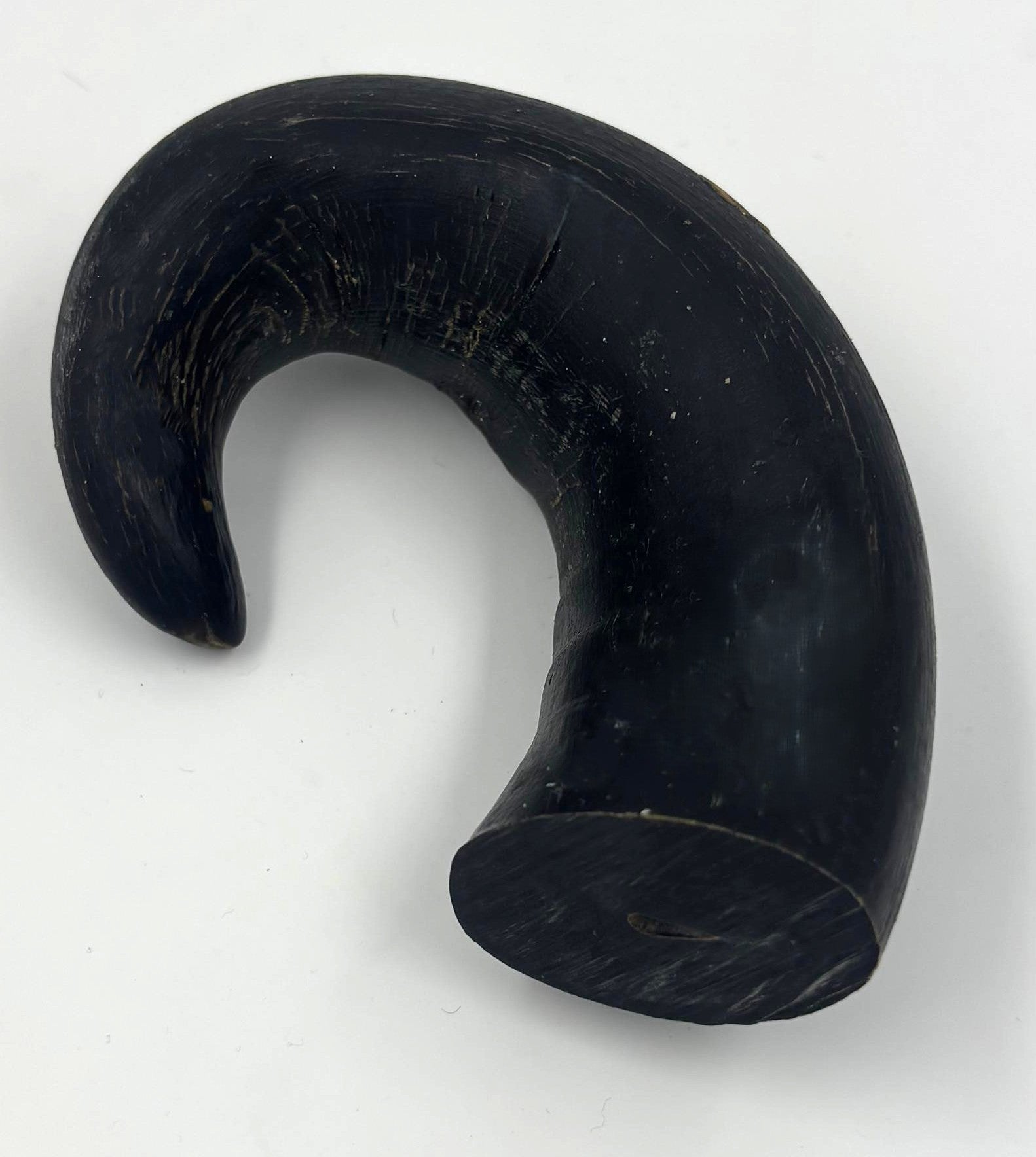 Buffalo Bull Horns each weighing 100 - 130 gms